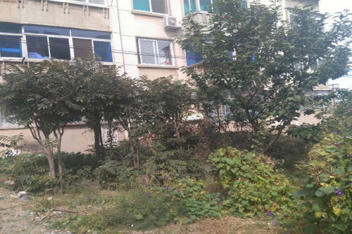 大連523廠小區深度評測 優點與不足，經紀人真實評價揭秘
